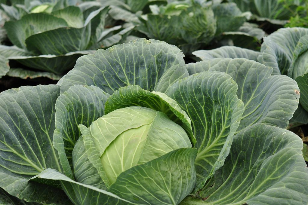 cabbage, plant, vegetables-1498842.jpg