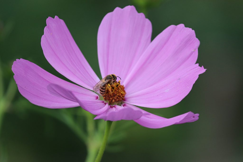 garden cosmos, bee, pollination-7356143.jpg